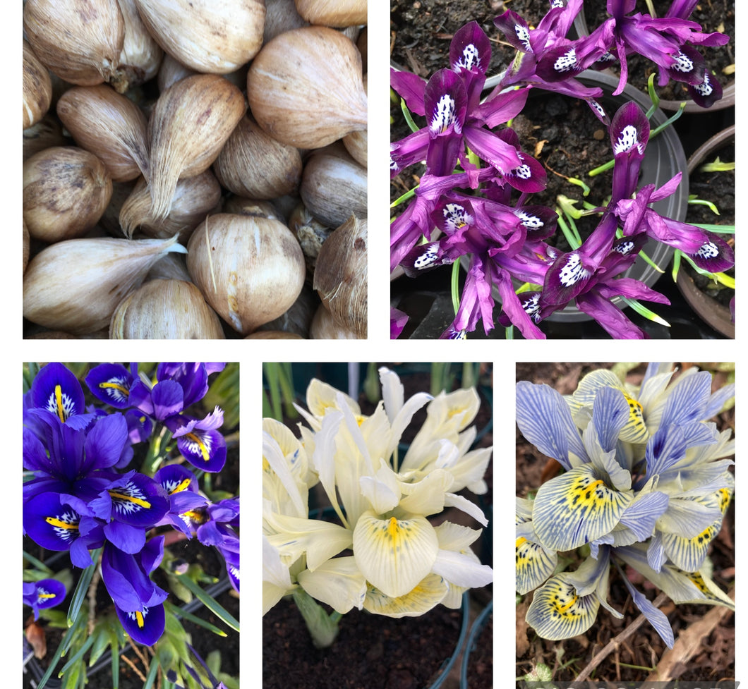 Mixed colours of Dwarf Iris (Iris reticulata) 5 or 10 bulbs - Free delivery within the UK