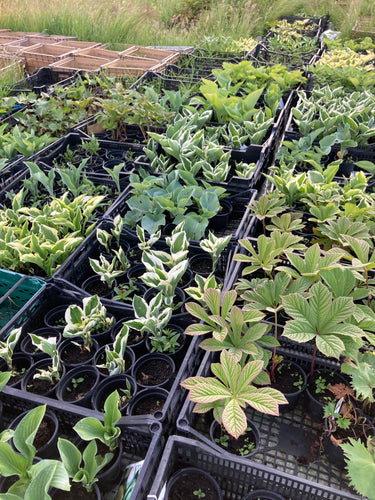 Herbaceous perennials mixed varieties 10 or 15 plants- Free Delivery within the UK