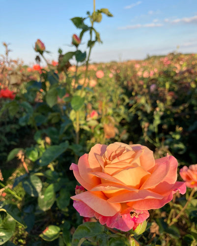 Climbing Rose 'School Girl' - 1 or 2 bare root - Free delivery within the UK