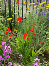 Load image into Gallery viewer, Montbretia &#39;Lucifer&#39; (Crocosmia) - 3, 5 or 10 corms - Free delivery within the UK