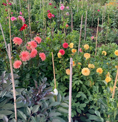 Mixed colours of Dahlia - 2, 3 or 5 tubers - Free delivery within the UK