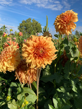 Load image into Gallery viewer, Mixed colours of dinner plate flowered Dahlia - 3 or 5 tubers - Free delivery within the UK