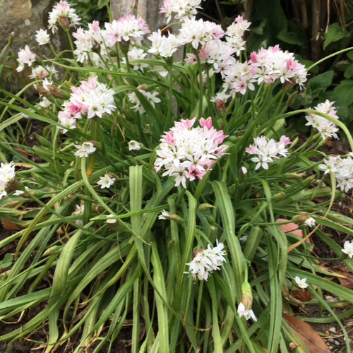 Ornamental Allium neapolitanum - 10 or 20 bulbs - Free delivery within the UK