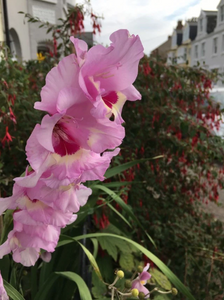 Large Gladioli mix - 15 corms - Free delivery within the UK