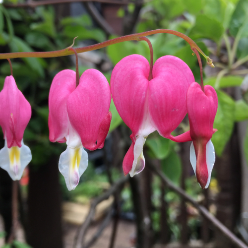 Red Bleeding Heart Plant (Dicentra Spectablis) - 1 or 2 budding roots - Free delivery within the UK