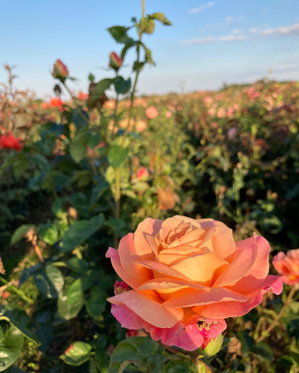 Containerised Climbing Rose apricot 'School Girl' - 1 plant in a 2 litre pot - Free delivery within the UK