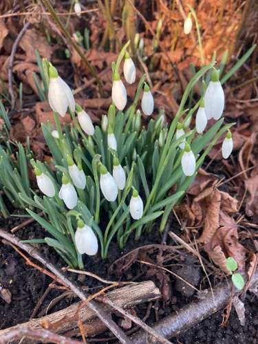 Single-flowering Snowdrop bulbs - 10, 15, 25, 50 or 100 bulbs - Free delivery within the UK