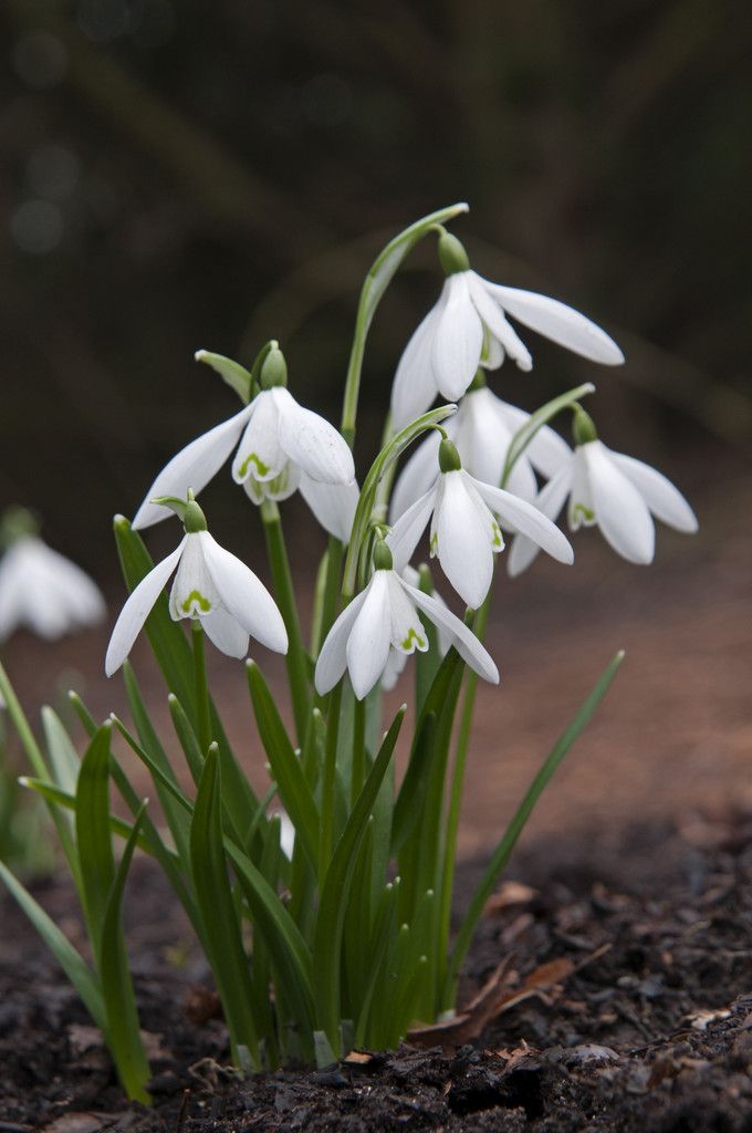 10 Snowdrop Bulbs - Single Flowering  (Free Postage UK)