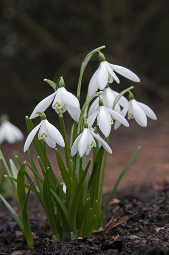 50 Snowdrop Bulbs - Single Flowering  (Free Postage UK)