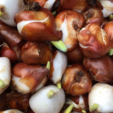 Load image into Gallery viewer, Tulip &#39;Novi Sun&#39; - 10, 15 or 20 bulbs - Free delivery within the UK