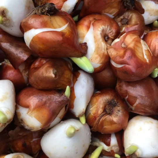 Tulip 'Mystic van Eijk' - 10, 15 or 20 bulbs - Free delivery within the UK