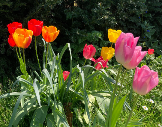 Mixed Tulips in pots of 10 bulbs - 1 or 2 pots - Free delivery within the UK