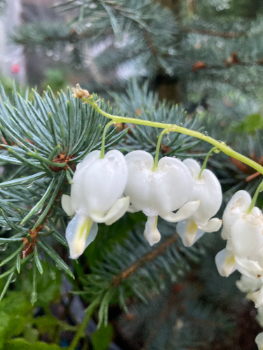 White Bleeding Heart Plant (Dicentra spectablis alba) - 1, 2 or 3 budding roots - Free delivery within the UK